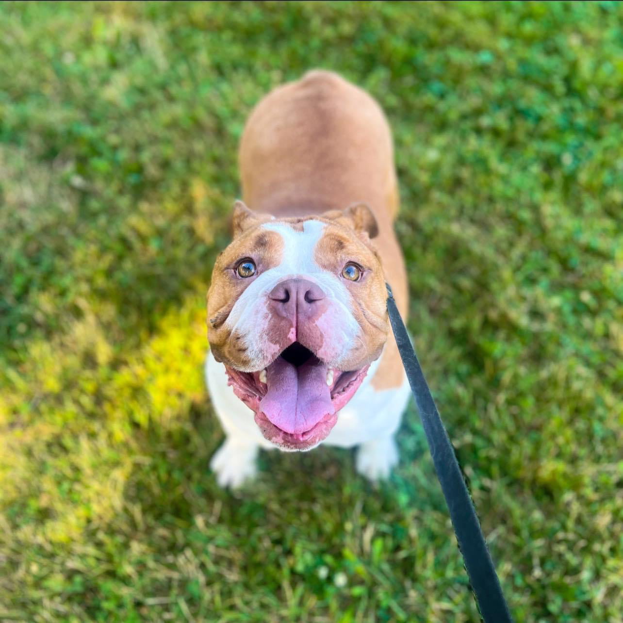 Dog for Adoption Pugsley Addams, a English Bulldog in Gibbstown, NJ
