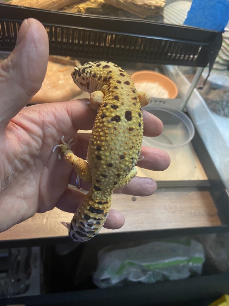 adoptable Gecko in Uwchland, PA named Gucci