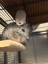 adoptable Chinchilla in  named Tim Tam