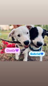 adoptable Dog in  named Gabriel