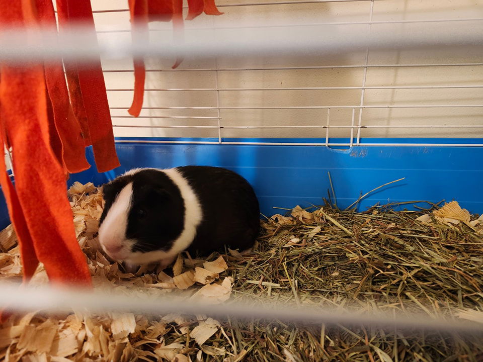 adoptable Guinea Pig in Uwchland, PA named Jasmine