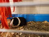 adoptable Guinea Pig in  named Jasmine