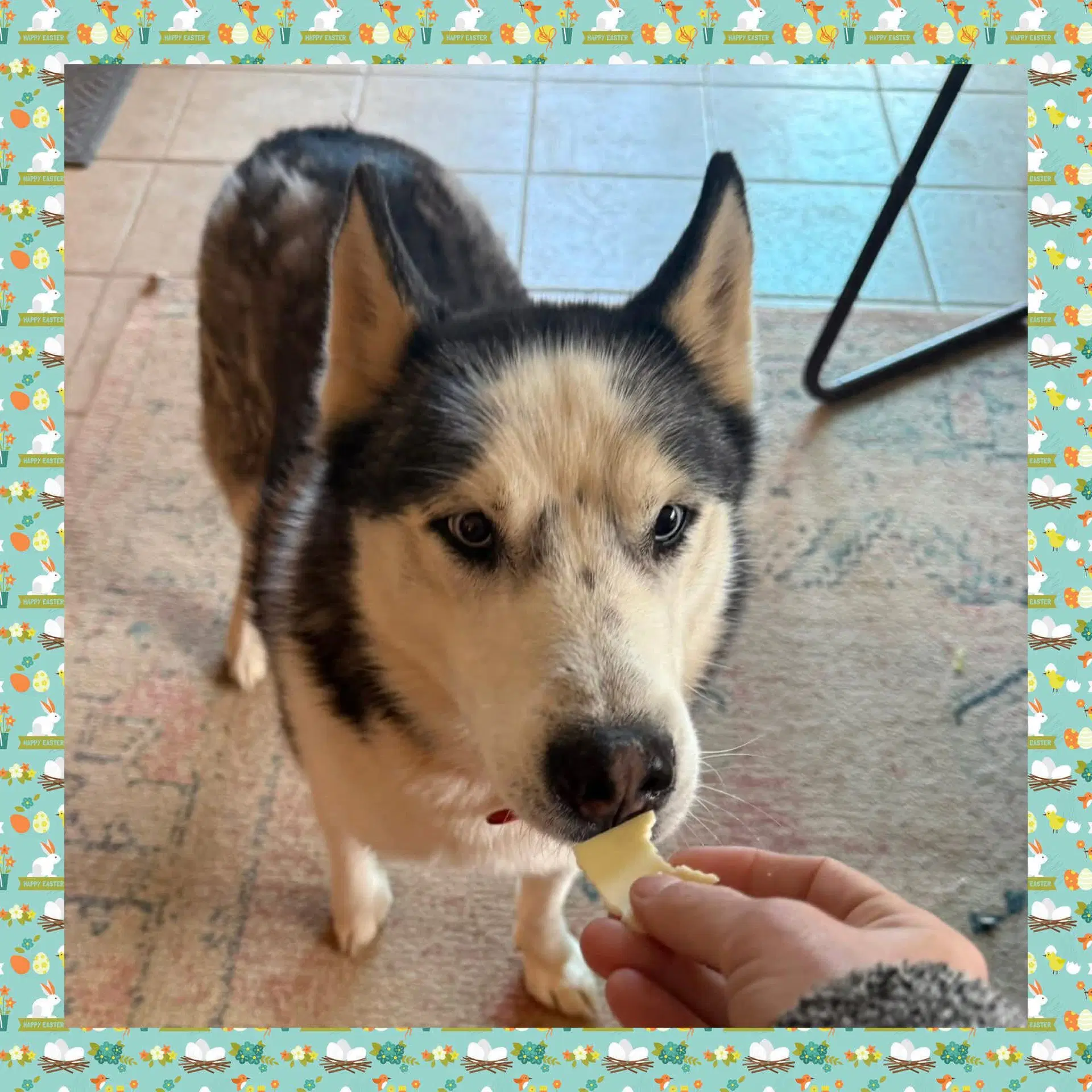 Prince - Siberian Husky