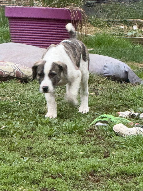 picture of the dog needing adoption