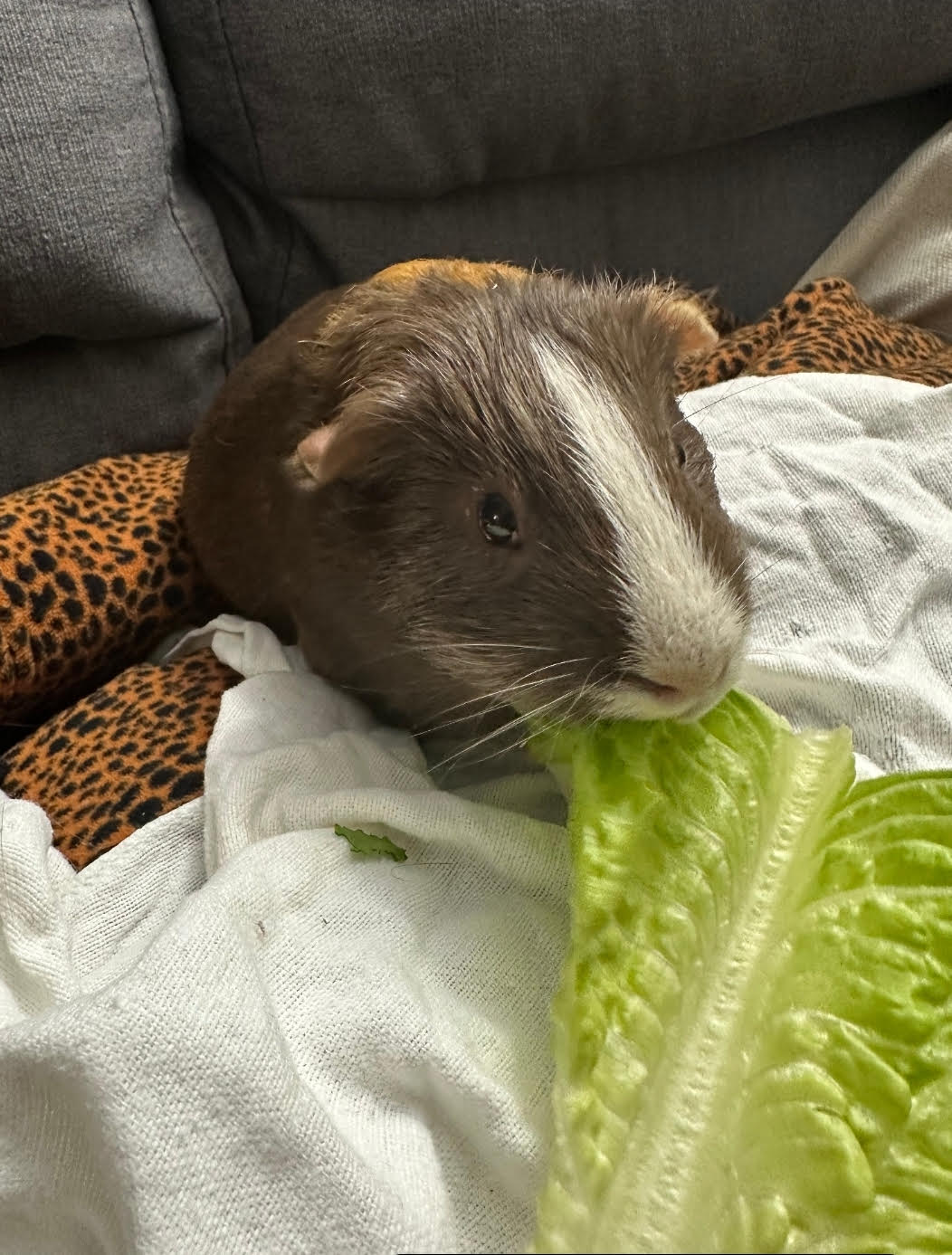 adoptable Guinea Pig in Uwchland, PA named Pumpkin