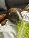 adoptable Guinea Pig in  named Pumpkin
