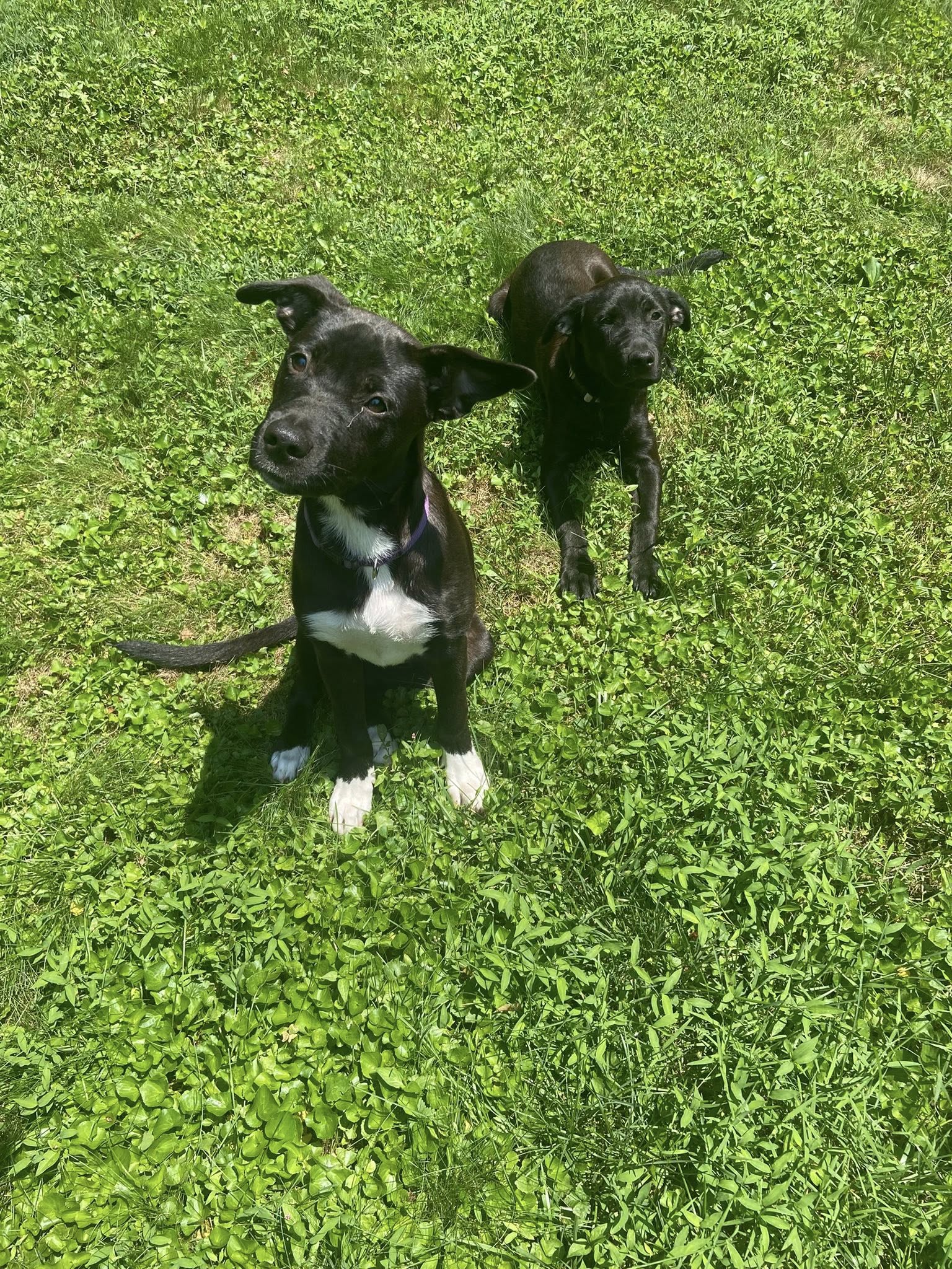 adoptable Dog in Uwchland, PA named Kandy