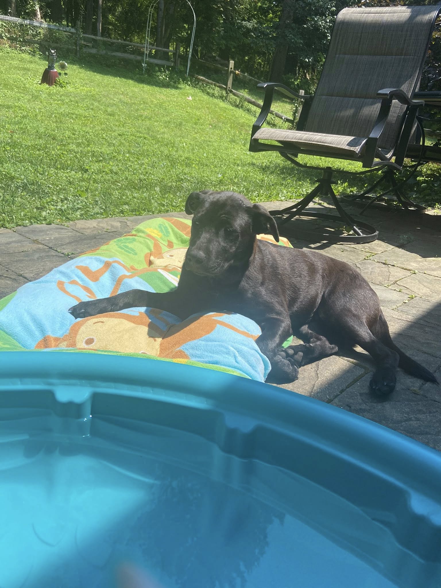adoptable Dog in Uwchland, PA named Trixie