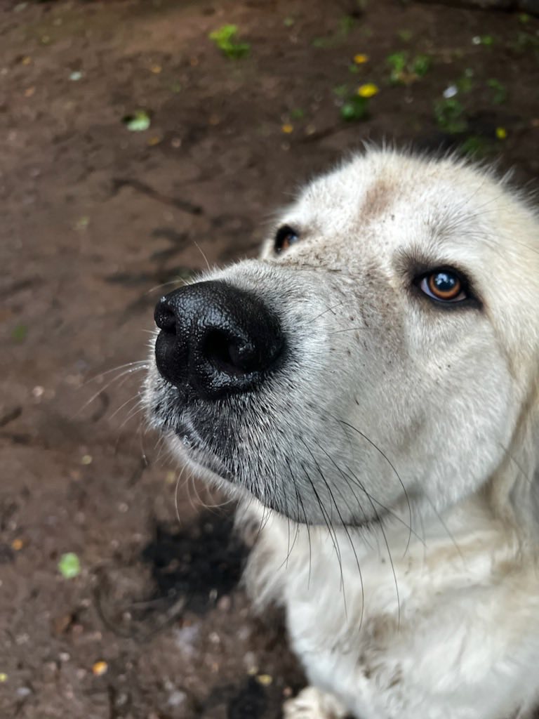 adoptable Dog in Uwchland, PA named Sampson