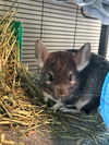 adoptable Chinchilla in  named Spongebob