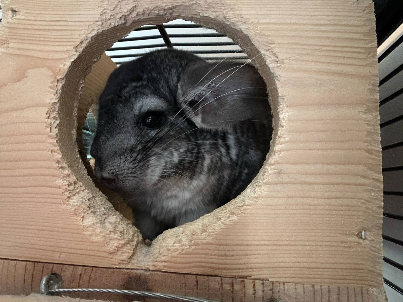 adoptable Chinchilla in Uwchland, PA named Patrick