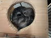 adoptable Chinchilla in  named Patrick