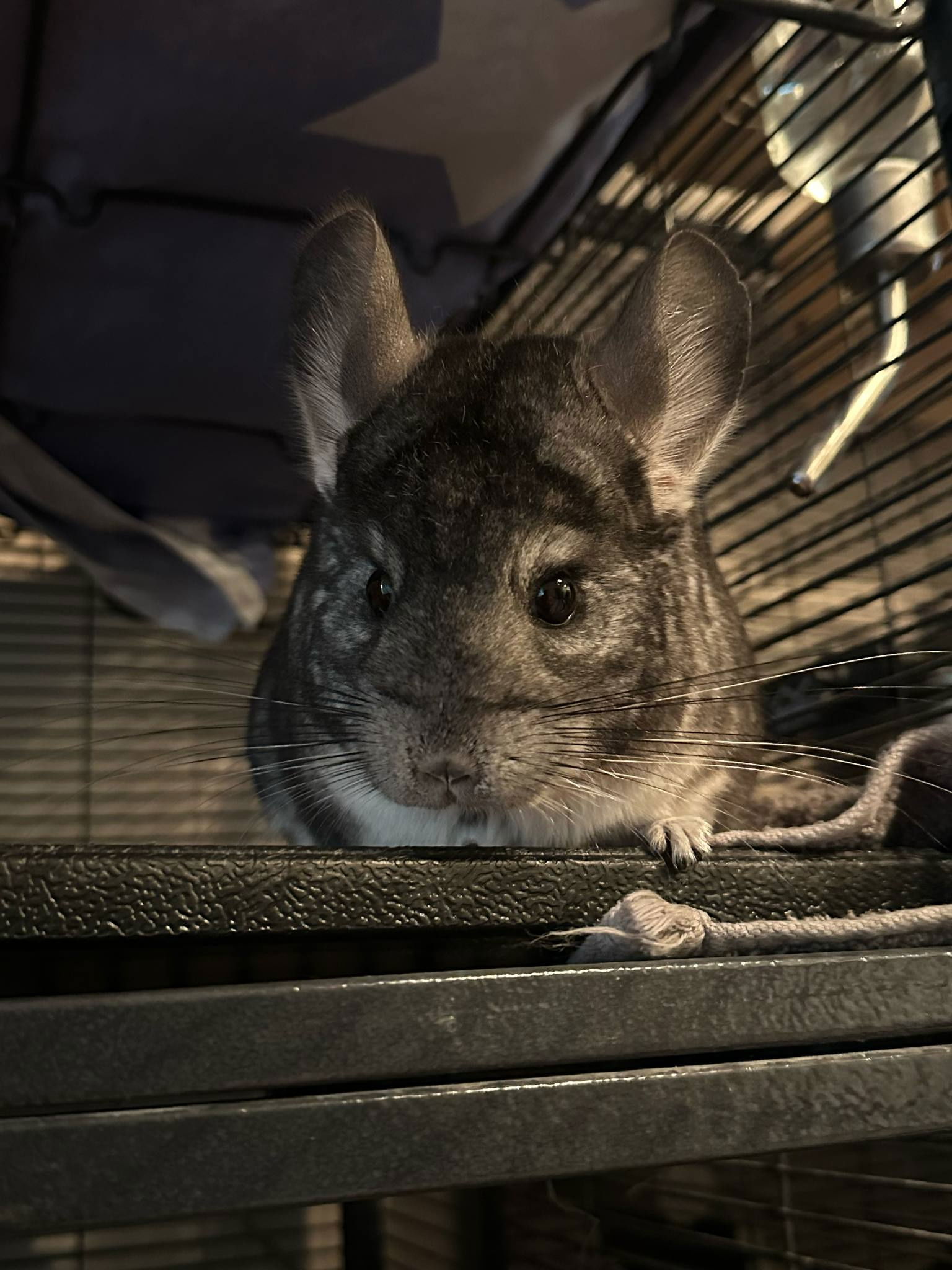 adoptable Chinchilla in Uwchland, PA named Ms. Puff