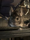 adoptable Chinchilla in , PA named Ms. Puff