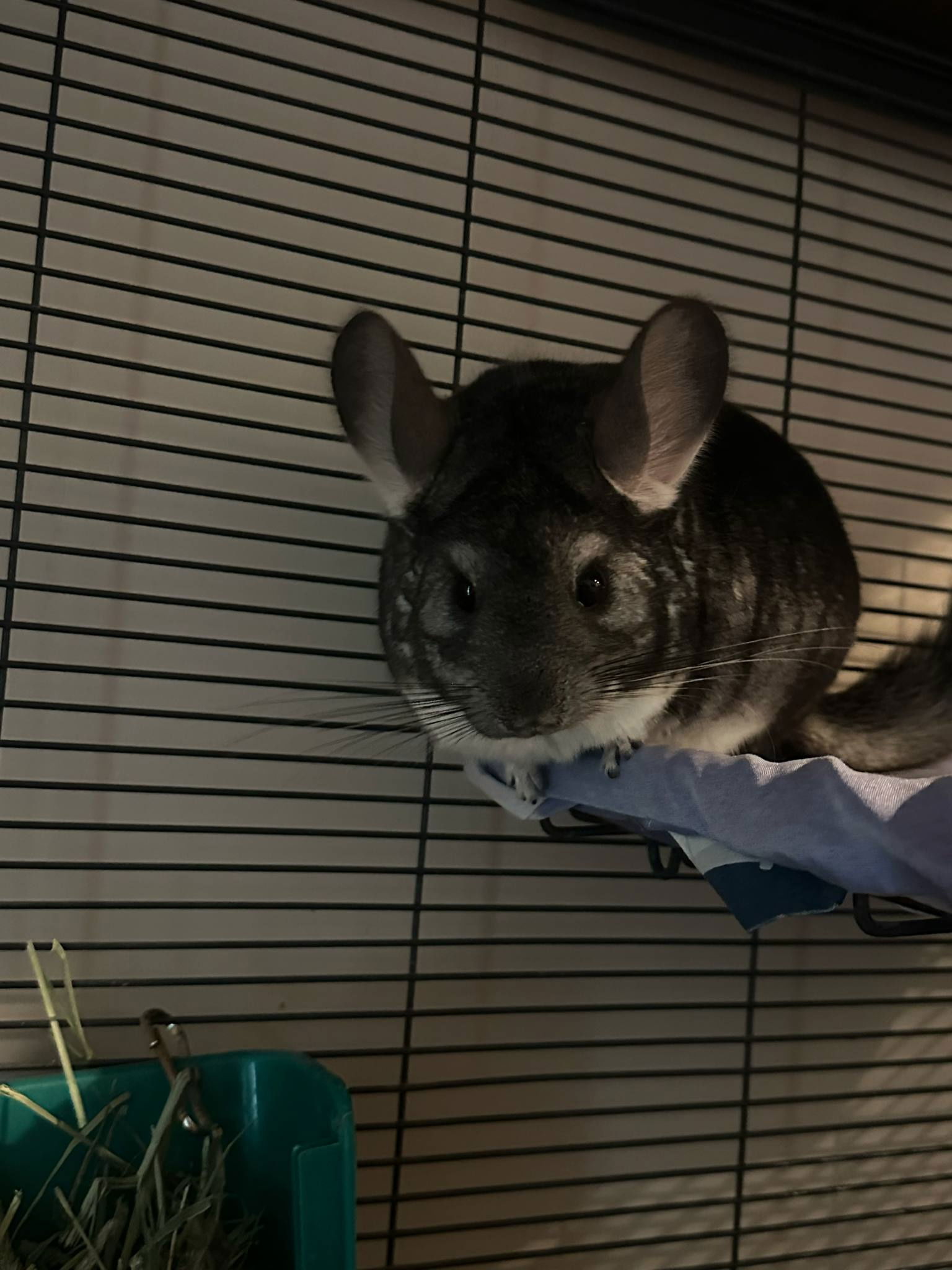 adoptable Chinchilla in Uwchland, PA named Pearl