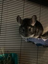 adoptable Chinchilla in , PA named Pearl