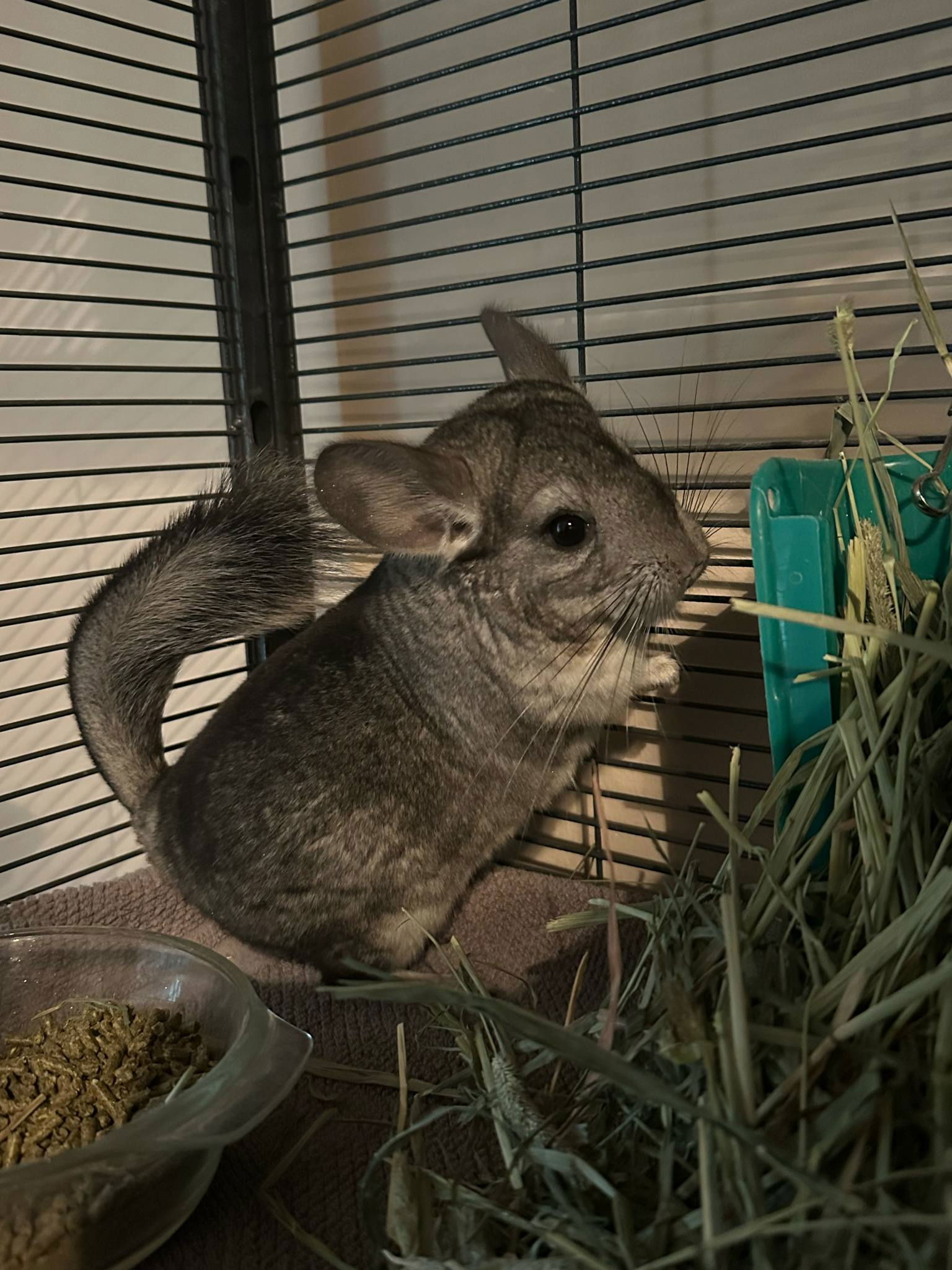 adoptable Chinchilla in Uwchland, PA named Sandy