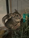 adoptable Chinchilla in , PA named Sandy