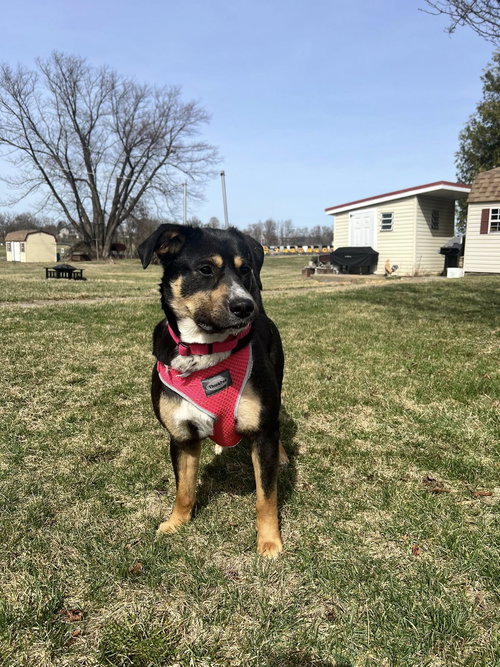picture of the dog needing adoption