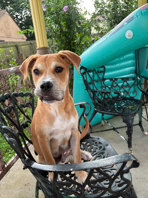 Loki, an adoptable Unknown breed in Uwchlan, PA