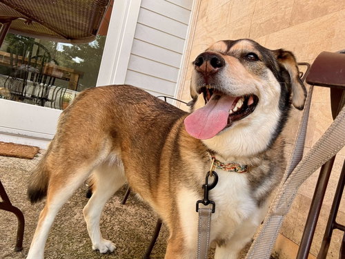 picture of the dog needing adoption