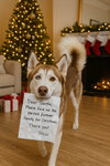 Blaze - Photo 1