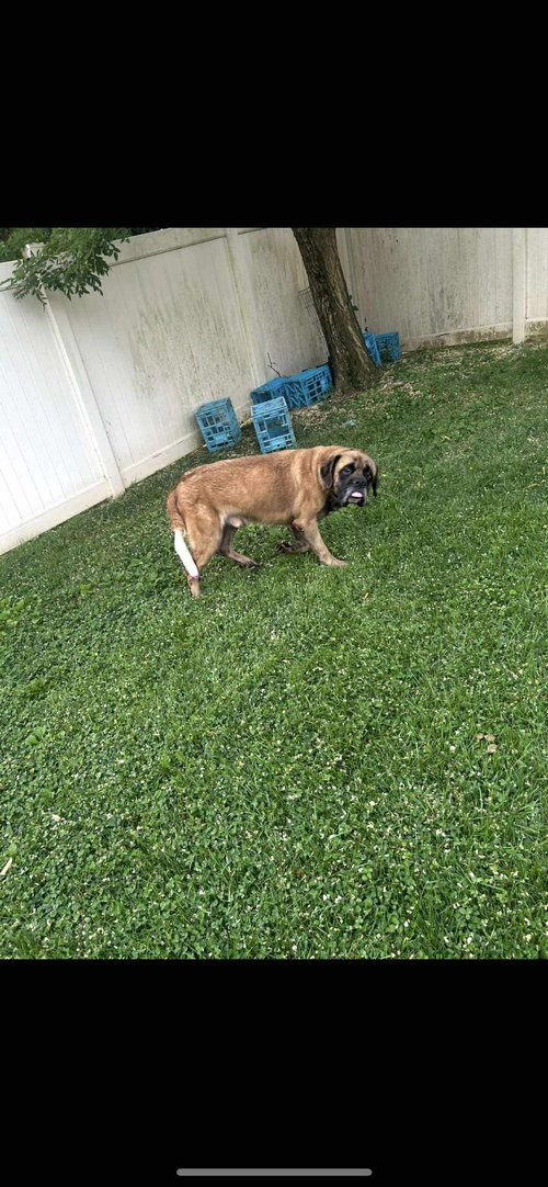 picture of the dog needing adoption