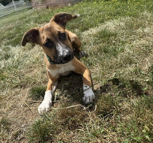 picture of the dog needing adoption