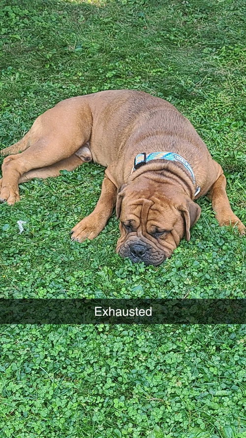 picture of the dog needing adoption