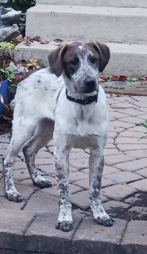 picture of the dog needing adoption