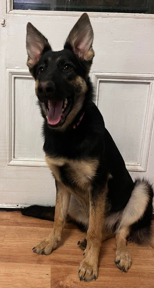 picture of the dog needing adoption