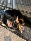Karma - Photo 2