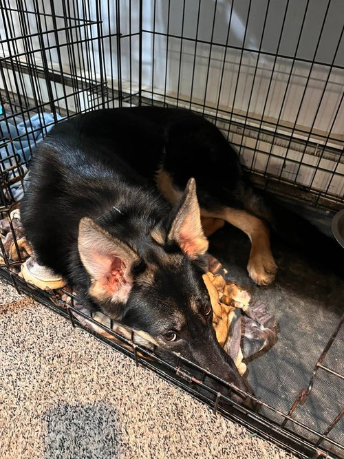 KARMA - German Shepherd Dog available for adoption