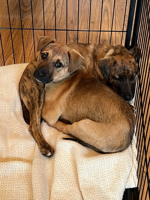 picture of the dog needing adoption