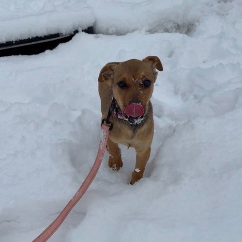 picture of the dog needing adoption