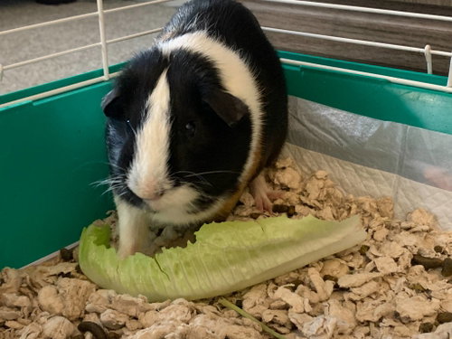 Photo 2 of Waffles