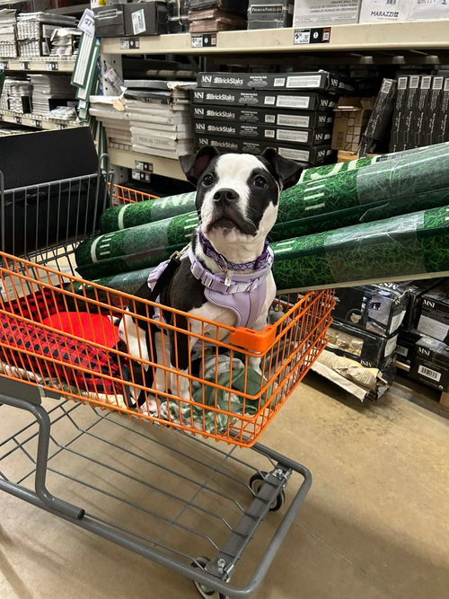 picture of the dog needing adoption