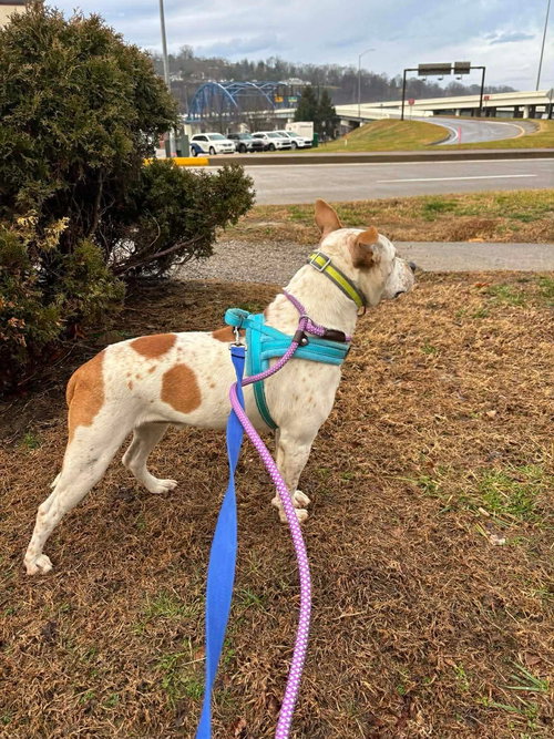 picture of the dog needing adoption