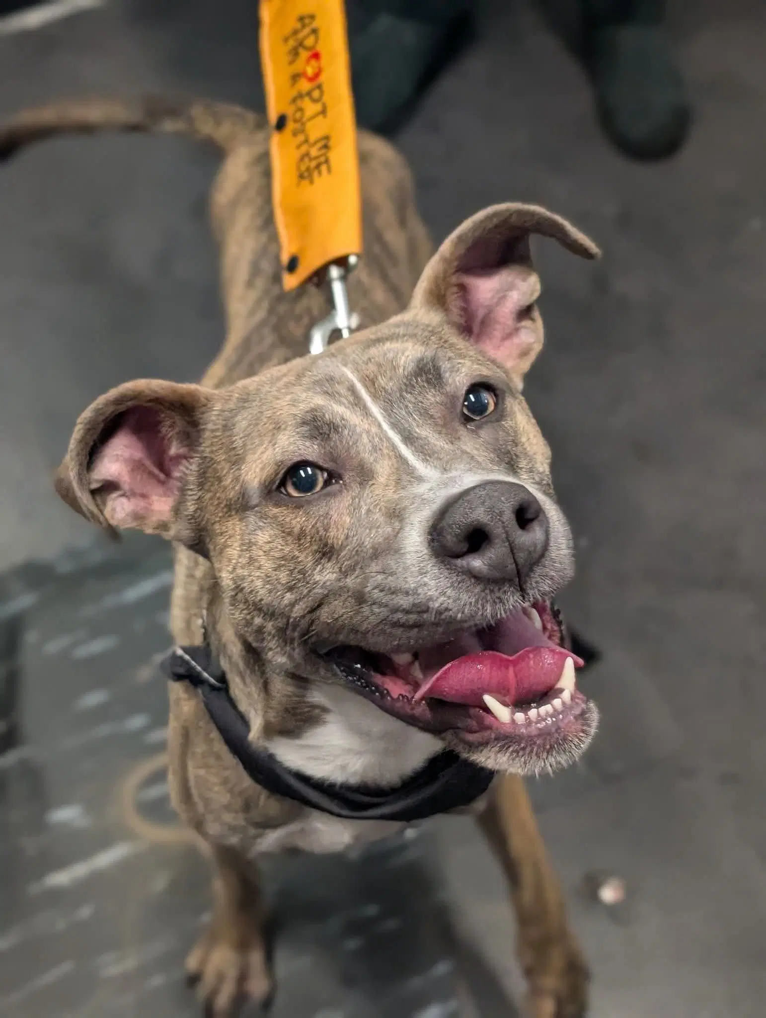 Hops - Pit Bull Terrier