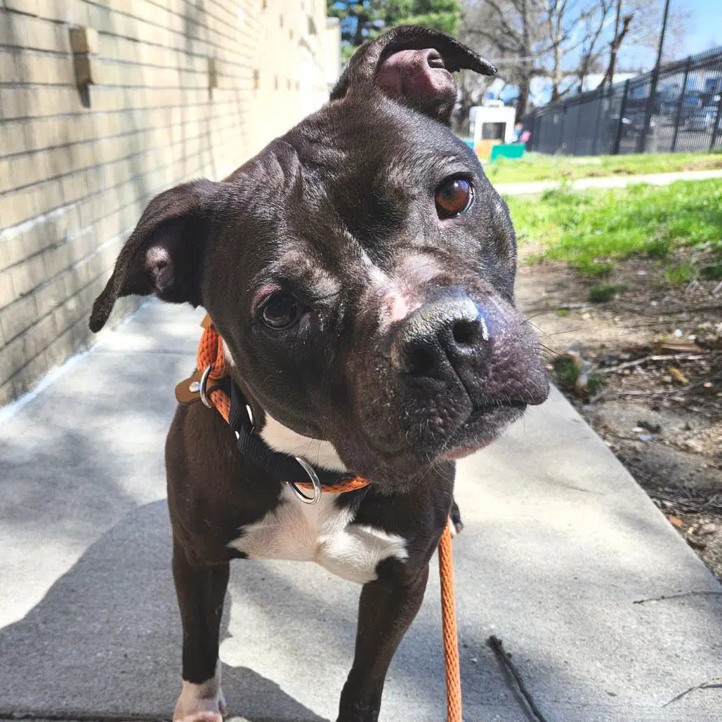 Apple - Pit Bull Terrier