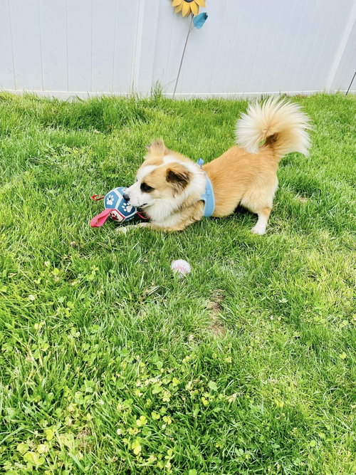 Little Bear, an adoptable Corgi in Uwchlan, PA