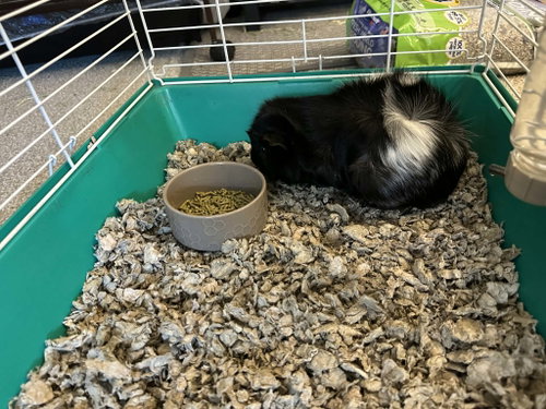 Oreo, a guinea pig for adoption from Noah's Ark Rescue Project and Sanctuary