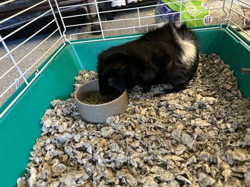 Photo 2 of Oreo