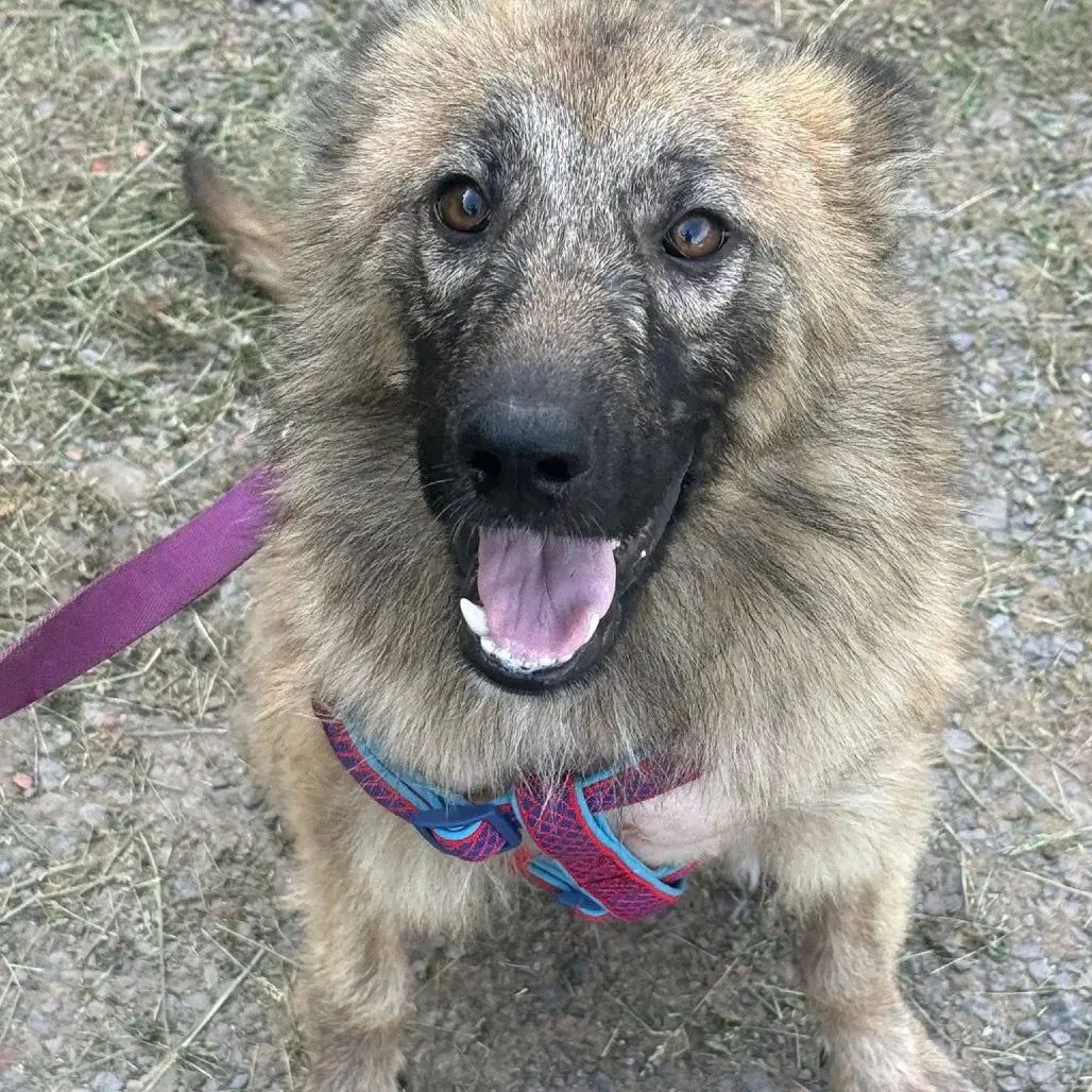 Victory - German Shepherd Dog
