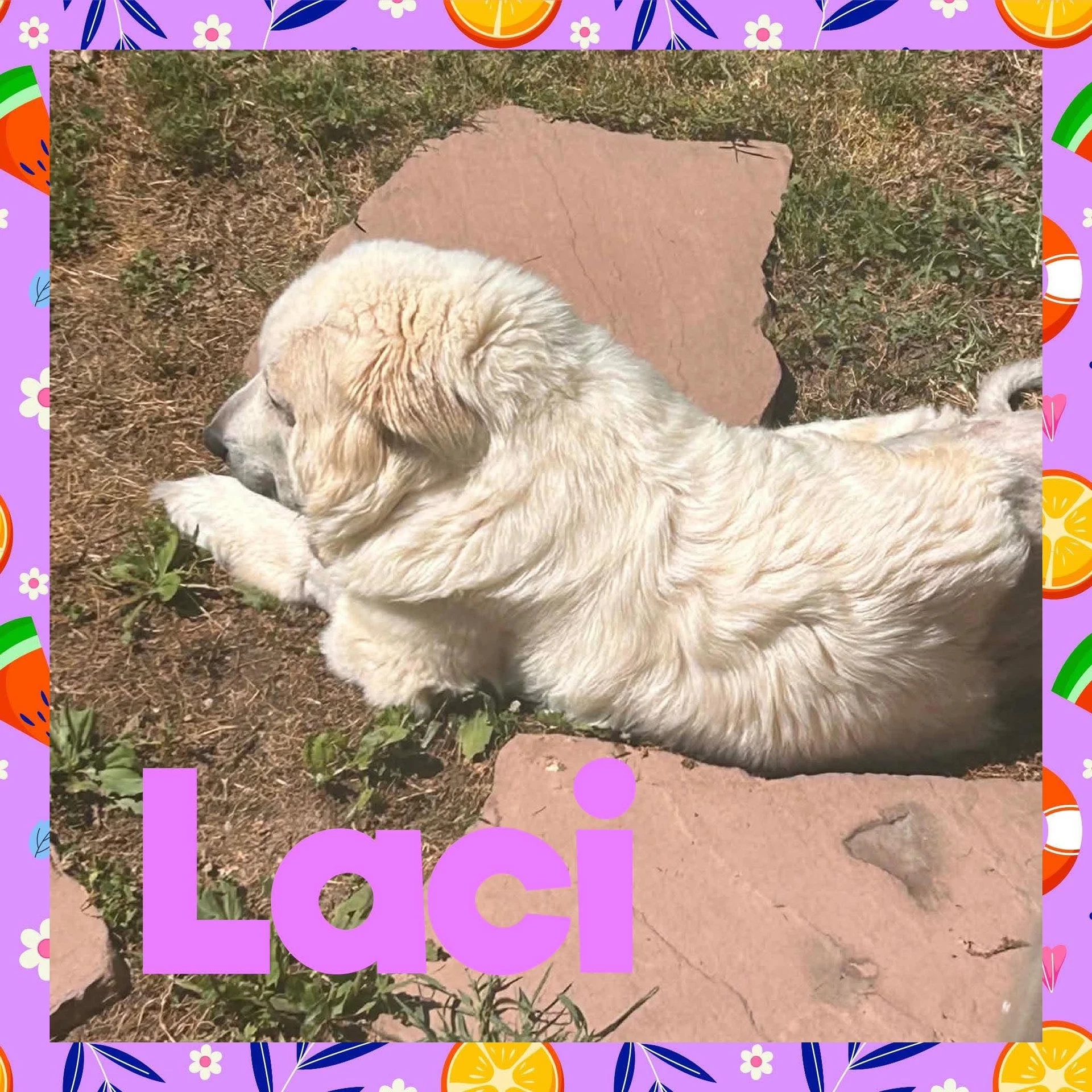 Laci