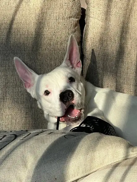 Piglet - Pit Bull Terrier
