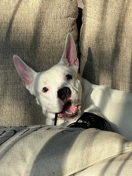 Piglet