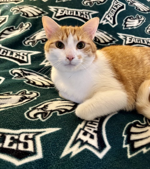 Bart, Adult Domestic Short Hair / Mixed (short coat), cat for adoption in Lancaster, Pennsylvania
