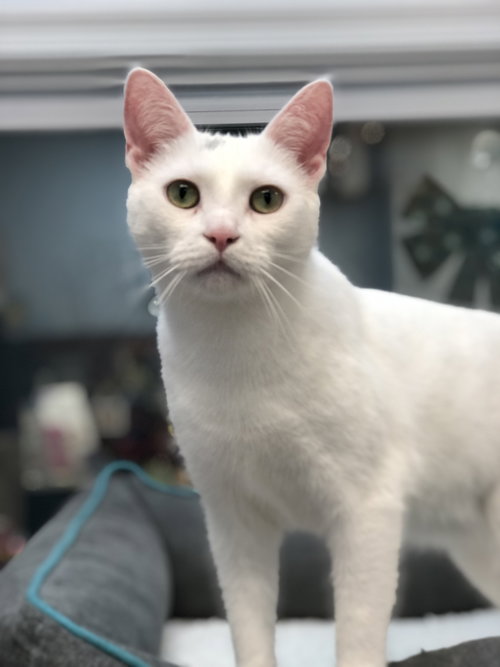 Ivory, Adult Domestic Short Hair / Mixed (short coat), cat for adoption in Lancaster, Pennsylvania