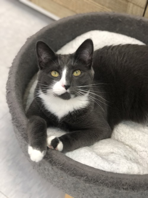 Dove, Adult Domestic Short Hair / Mixed (short coat), cat for adoption in Lancaster, Pennsylvania